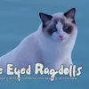 blueeyedragdoll2024