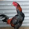 suko_farm
