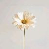 folower.of.jesus6