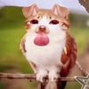 yello._.fello