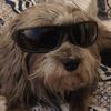 DogCS2