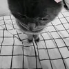 newko_daze