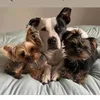 thepuppack