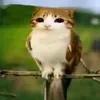 bfishyk_