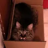 catinabox1