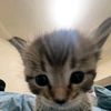 deriuscat