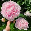 shamima2235