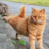 pethityalow