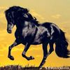 black_hourse8