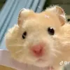 haiannh_2510