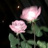 nur_jannat_afsana