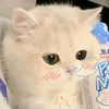 taitan438