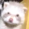 dfwyakctcamh