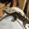 gizmooo573
