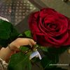 lalosh171