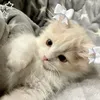 nikola_idk2
