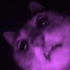 chill_cat
