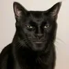 lethaison69z