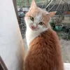 magiacatlover