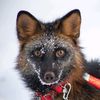 4dogsandfox