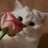 .lauren38