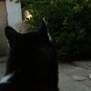 hoshitiguer