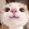 thichahlp9