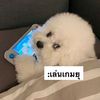 gsygghujgd