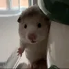 nhuzzp_4