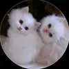 copito_el_gatito5