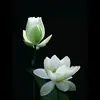 vui.v.ko.quo534