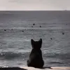 anlacky1