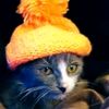 fan.mfpets