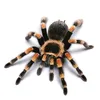 tarantullllllllll