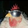 imtocoolfortheinternet