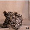 nouf.almutawa6