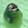 bealtheseal