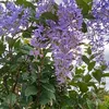 thanh.nguyn.hunh48