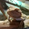 theanimallover_ol