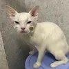 embemattrangxinhgai