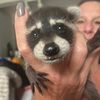 thebabytrashpandas