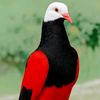 khalid_k2k