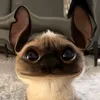 etaz_z