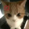 doicaccuthetmedi