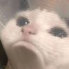 meawww072