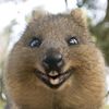 quokyz