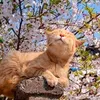idk._.catss