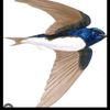 mi.golondrina