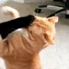 telepupsiki