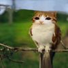 kittyxkimba